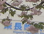 葉桜ミックス