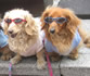 表参道の裏路地で最も有名な犬たち