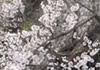 地震の津波がきても、桜は自粛せず満開